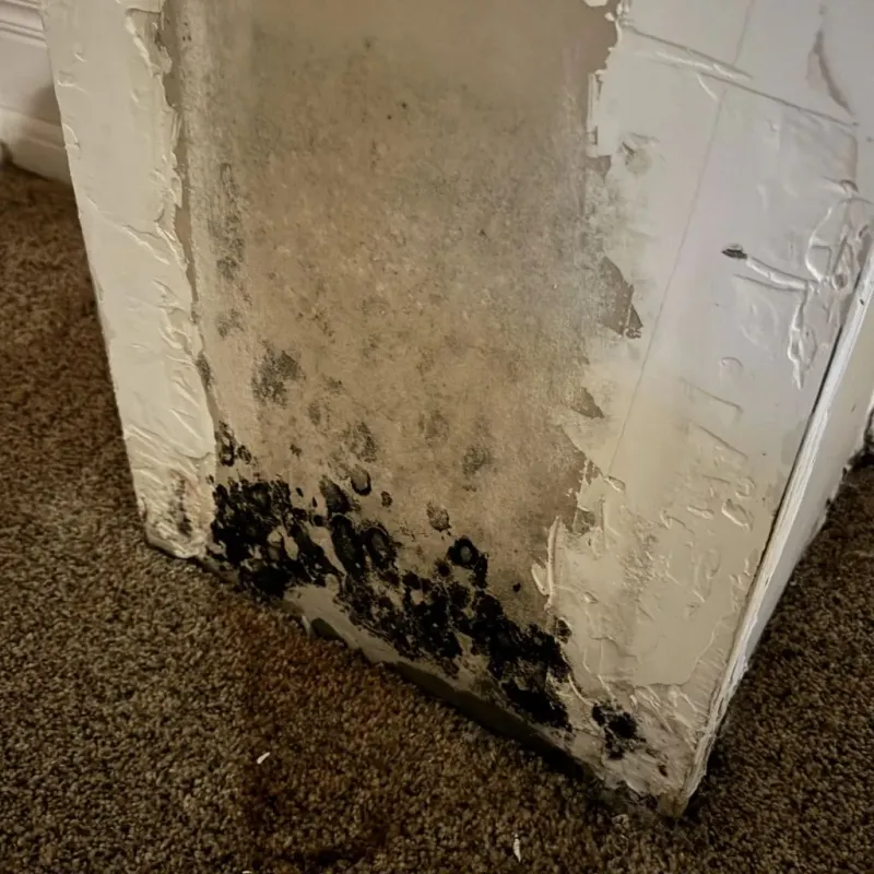 Professional Mold Removal in Walton County, GA